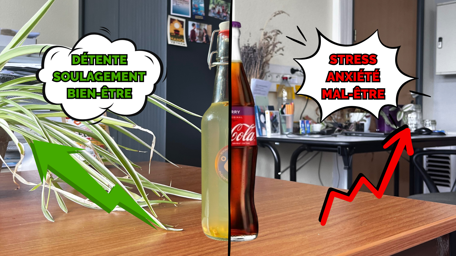 Kéfir et Kombucha : des alliés naturels pour votre santé mentale (stress, anxiété, dépression)