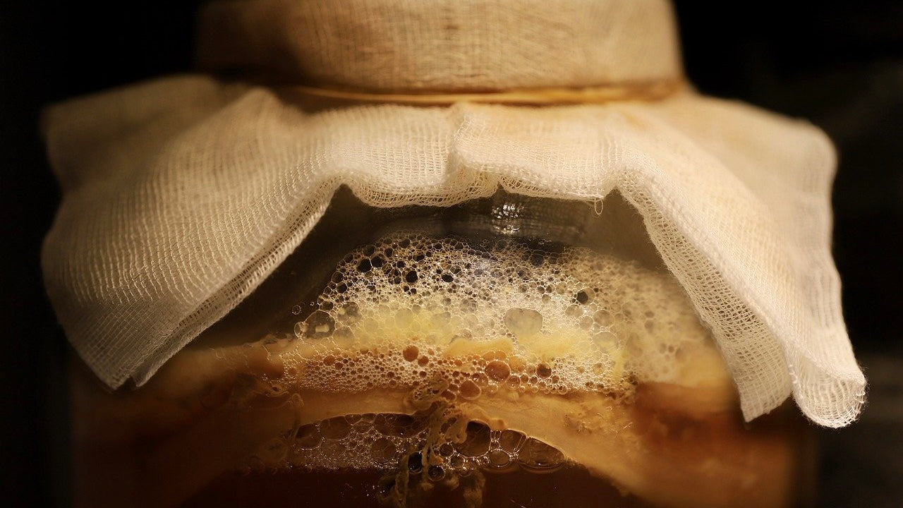 Comment bien conserver la mère de kombucha ?