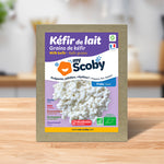 Grains de kéfir de lait - Frais