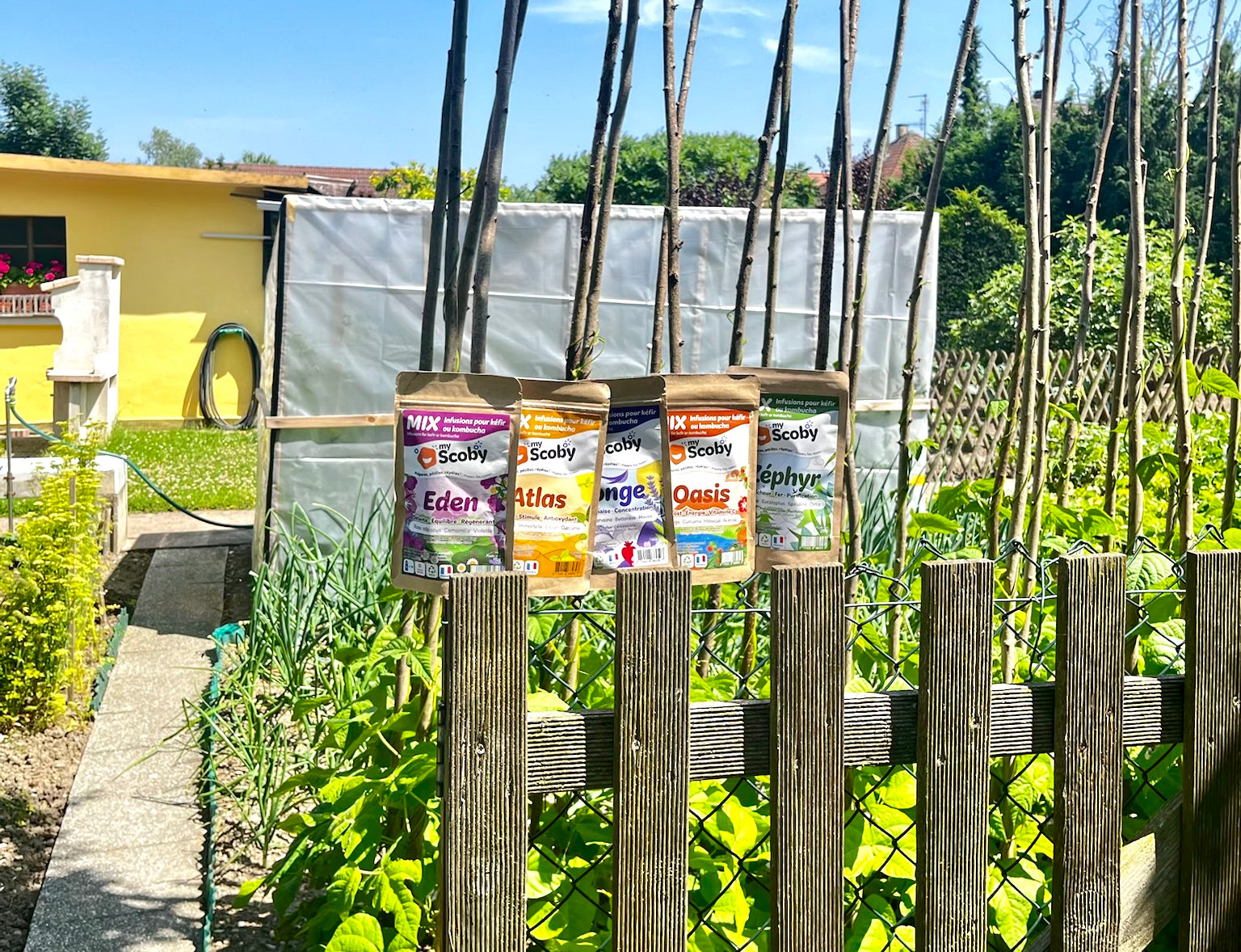 TEST : Quelle saveur de kombucha ou kéfir vous correspond vraiment ?