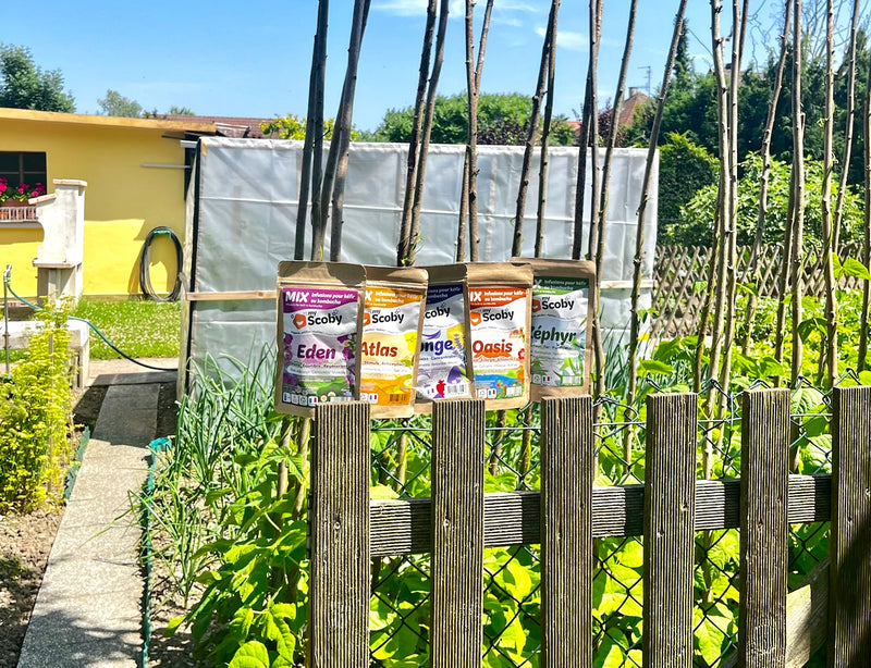 TEST : Quelle saveur de kombucha ou kéfir vous correspond vraiment ?