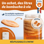 Mère de kombucha BIO