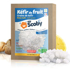 Grains de kéfir de fruit BIO