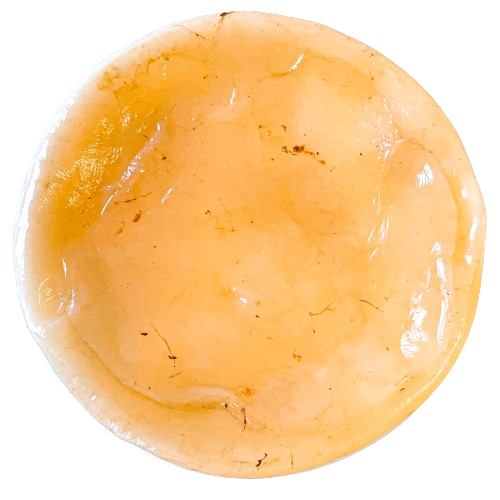 Organic Kombucha Mother